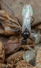 Ocymyrmex velox