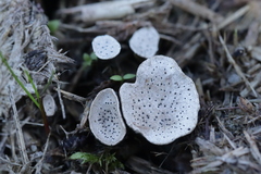 Poronia punctata