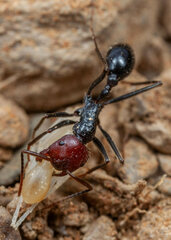 Ocymyrmex velox