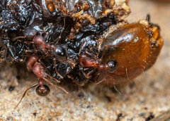 Tetramorium solidum