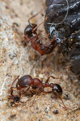 Tetramorium solidum