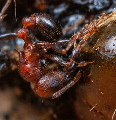 Tetramorium solidum