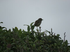 Prinia maculosa maculosa