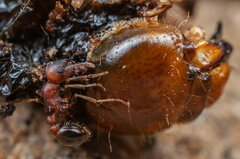 Tetramorium solidum