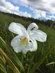 Sobralia liliastrum