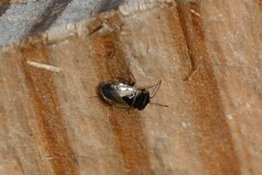 Geocoris megacephalus