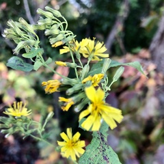 Crepidiastrum denticulatum