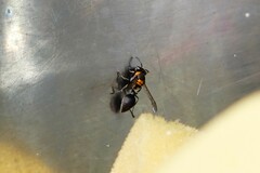 Ropalidia bicolorata