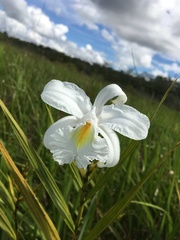 Sobralia liliastrum