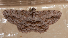 Didymoctenia exsuperata