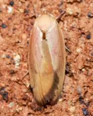 Ptyoptila matutinella