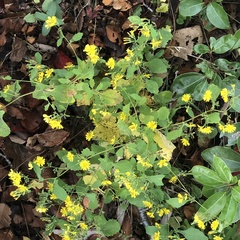 Crepidiastrum denticulatum
