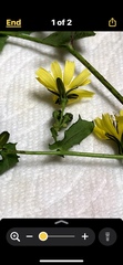 Crepidiastrum denticulatum