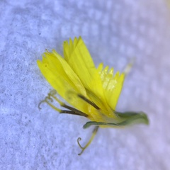 Crepidiastrum denticulatum