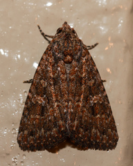 Hypoperigea tonsa