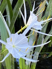 Hymenocallis liriosme