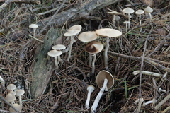 Agrocybe praecox