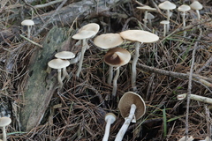 Agrocybe praecox