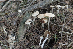 Agrocybe praecox