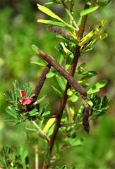Indigofera stricta