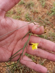 Chamaecrista mimosoides
