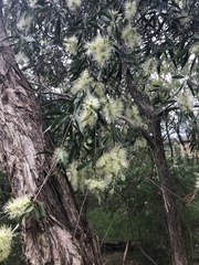 Callistemon