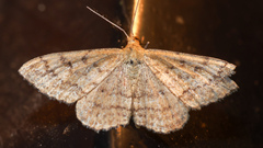 Scopula rubraria