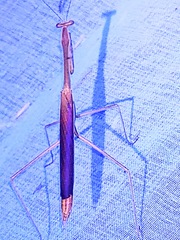 Phasmomantis sumichrasti