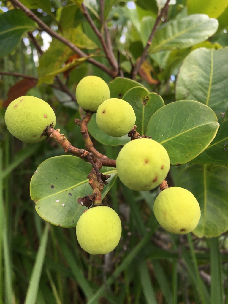 Vantanea bahiaensis