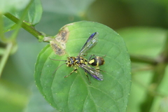 Taeniogonalos gestroi