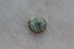 Xeroplexa intersecta