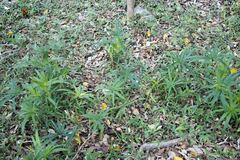 Cyperus albostriatus