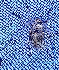 Atrypanius conspersus