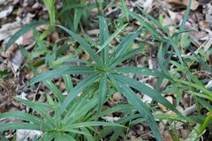 Cyperus albostriatus