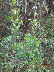 Alyxia buxifolia