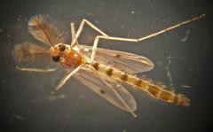 Chironomus