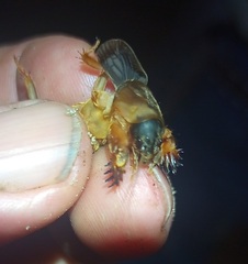 Neocurtilla hexadactyla