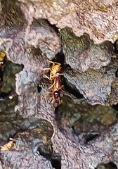 Nasutitermes corniger