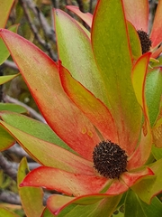 Leucadendron gandogeri