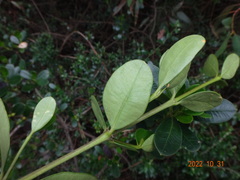 Alyxia buxifolia