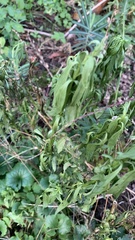 Parietaria pensylvanica
