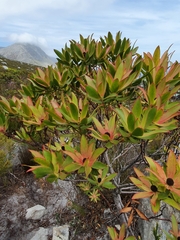 Leucadendron gandogeri
