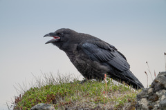 Corvus corax varius