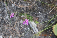 Indigofera angustifolia