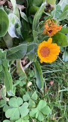 Calendula officinalis
