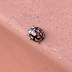 Aiolocaria hexaspilota