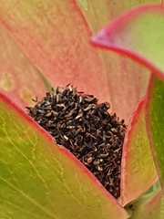 Leucadendron gandogeri