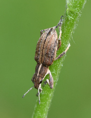 Charagmus gressorius