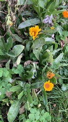 Calendula officinalis