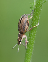 Charagmus gressorius